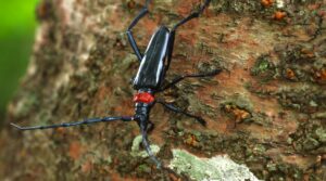 特定外来生物クビアカツヤカミキリの浸食と倒木リスク