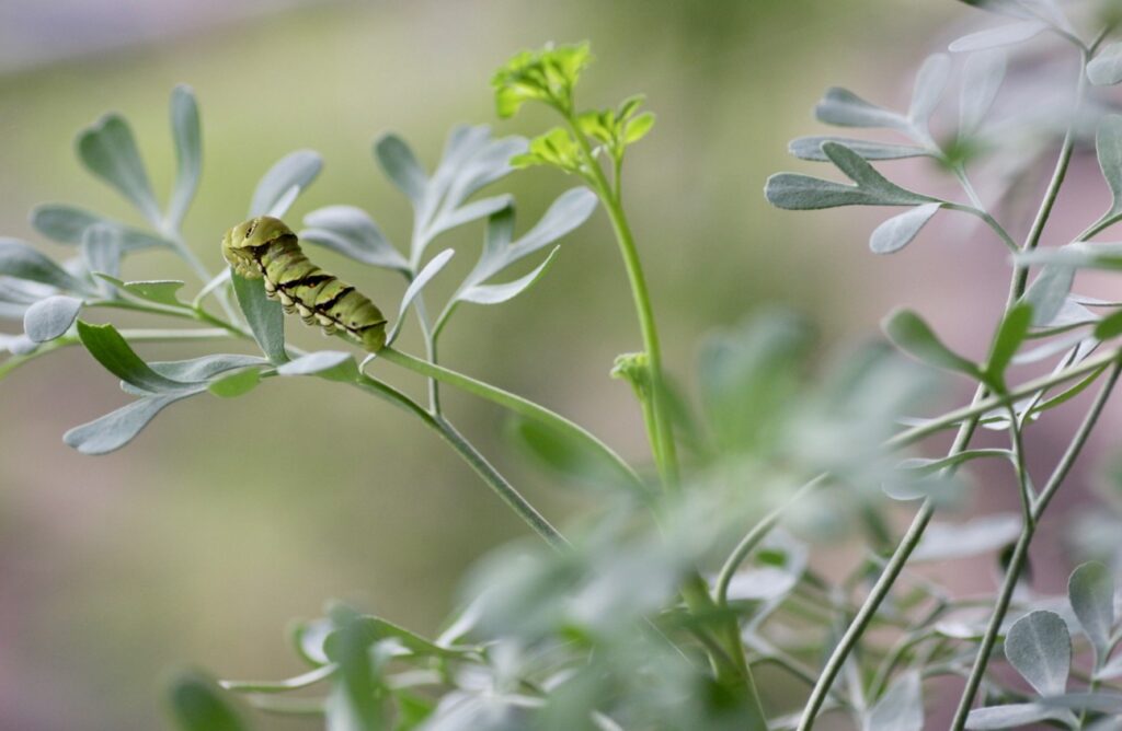 アゲハチョウや害虫が大量発生する生態的デメリット