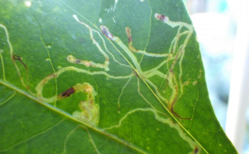 ミカンハモグリガという隠れた強敵