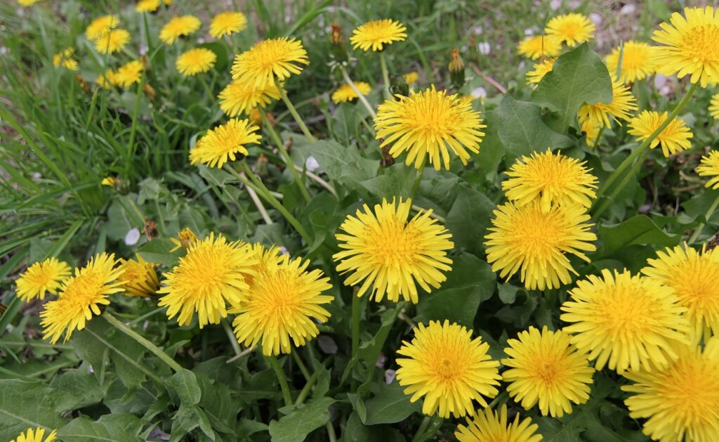 たんぽぽを庭に植えてはいけない理由！驚きの繁殖力と失敗しない対策