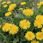 たんぽぽを庭に植えてはいけない理由！驚きの繁殖力と失敗しない対策