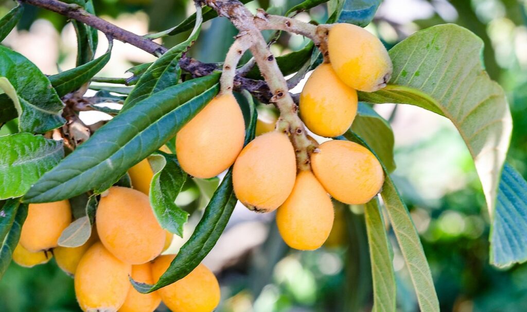 びわを庭に植えてはいけないと言われる理由と迷信