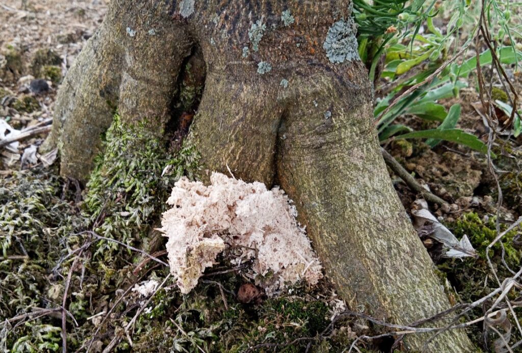 カミキリムシやがん腫病など特有の病気への対策