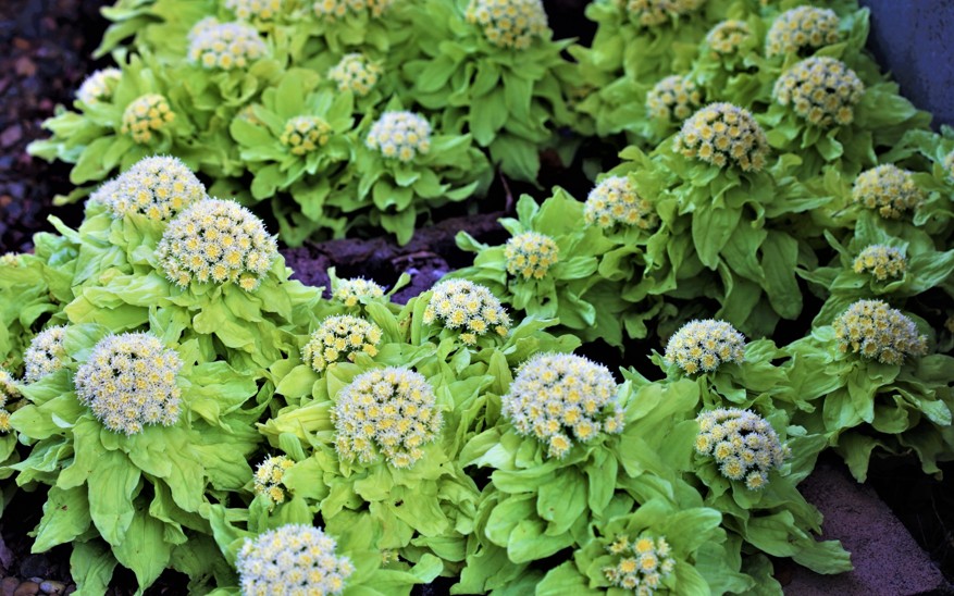 ふきのとうを庭に植えてはいけない理由！繁殖力やリスクを徹底解説