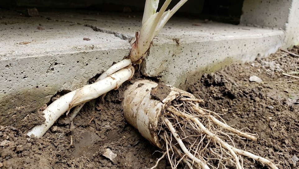 住宅基礎や排水管を破壊する深刻な被害
