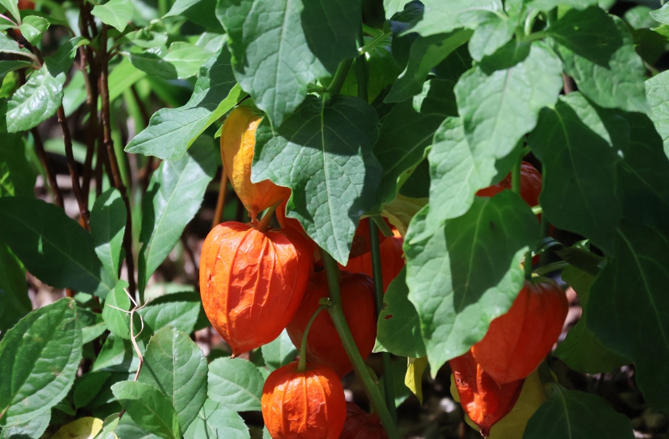 ほおずきを庭に植えてはいけない本当の理由とは？繁殖力や風水の真実