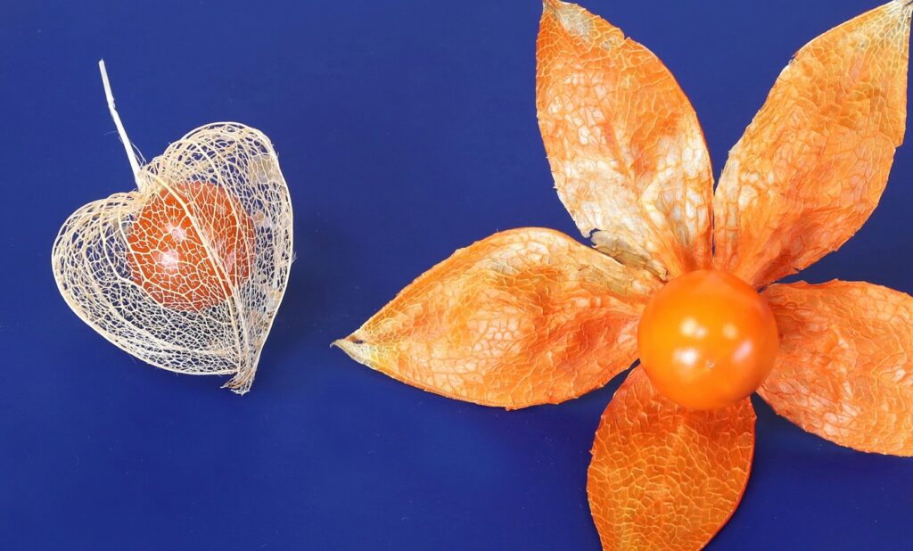 誤食は厳禁なヒストニンとソラニンの毒性