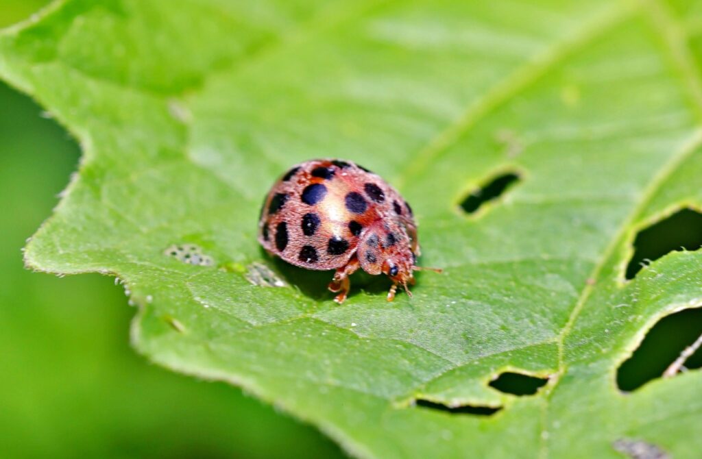 害虫を誘引する農業への負の波及効果