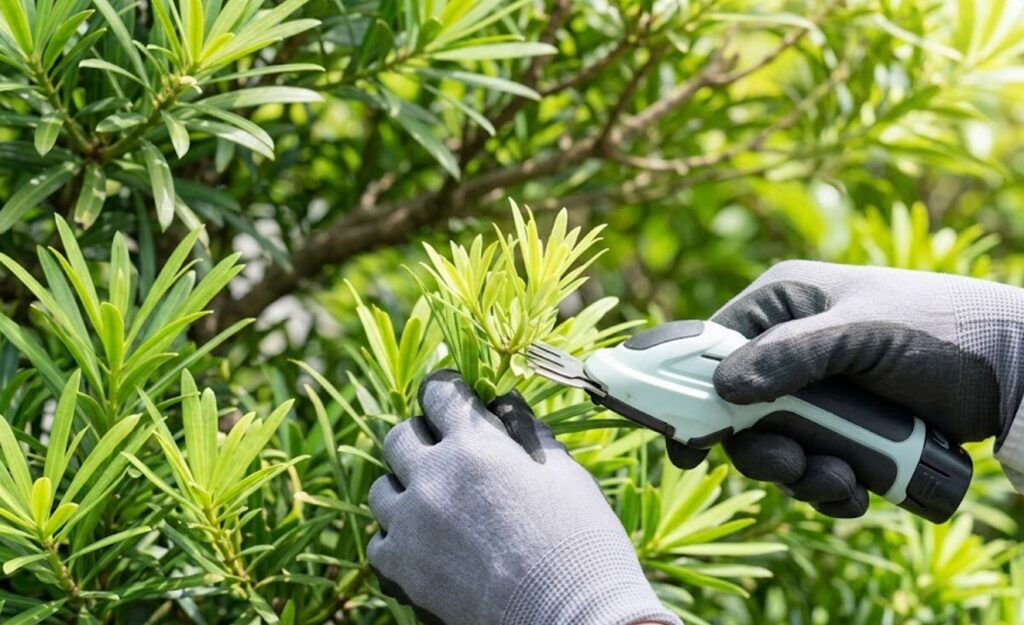 まきの木の剪定でバリカンを使いこなすための基礎知識