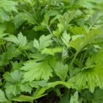 よもぎを庭に植えてはいけない理由！増えすぎた時の対策と代替植物案