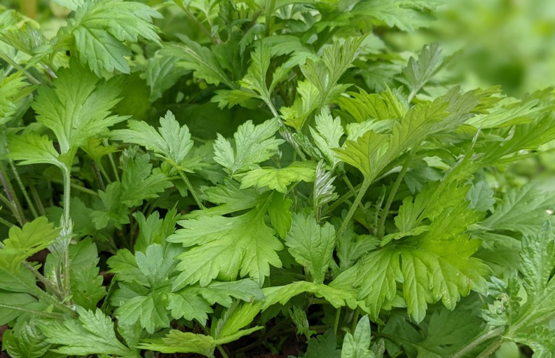 よもぎを庭に植えてはいけない理由！増えすぎた時の対策と代替植物案