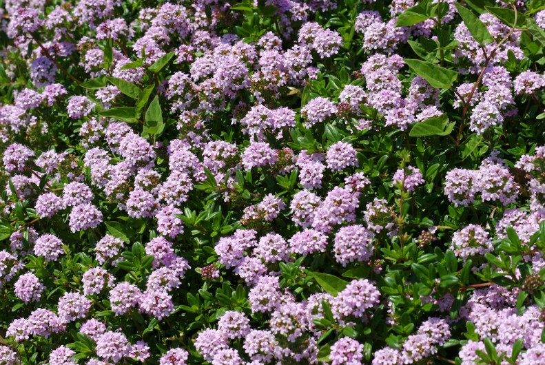 ヨモギの代わりに植えたい植物