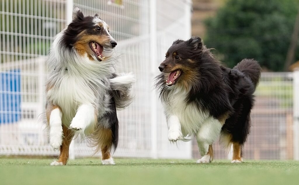 犬や猫の誤食リスク
