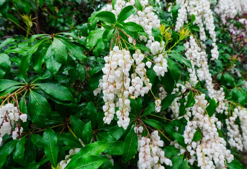 アセビの毒性と危険性