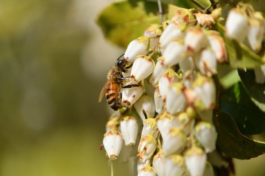 花の蜜にも注意が必要