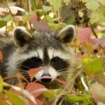 アライグマが庭に来る原因と対策！自分でできる撃退法と法律の注意点