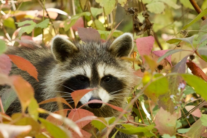 アライグマが庭に来る原因と対策！自分でできる撃退法と法律の注意点