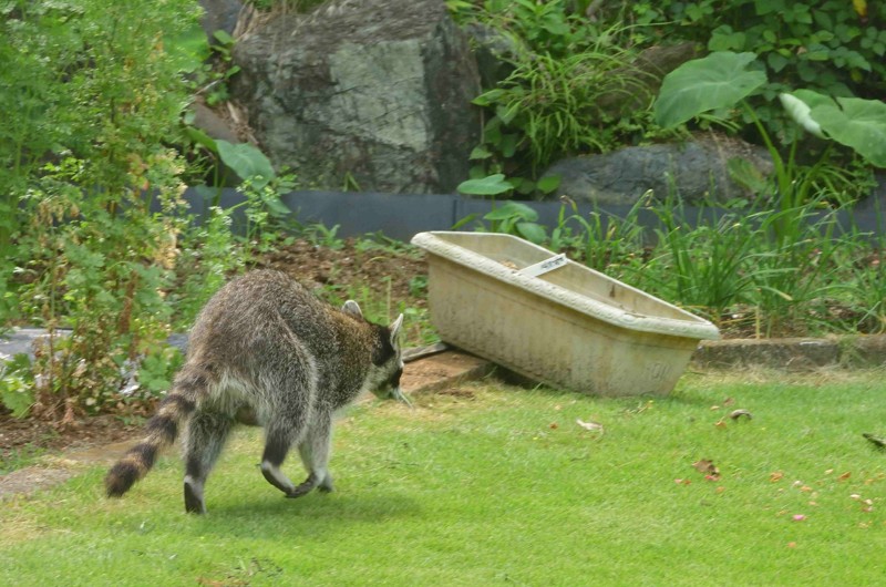 アライグマを見つけたら注意