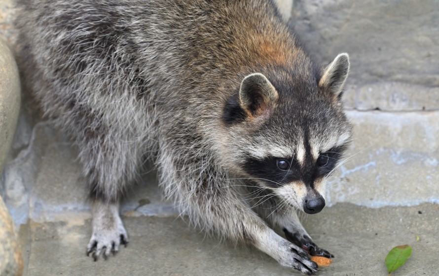 アライグマに噛まれた対処