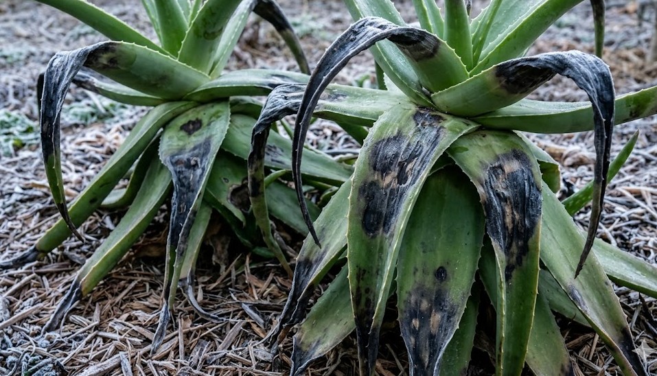 冬越しが難しい理由