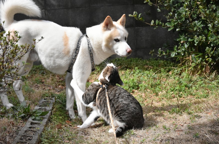 ペットがいる家の注意