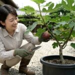いちじくを庭に植えてはいけない理由は？迷信の真相と失敗しない対策