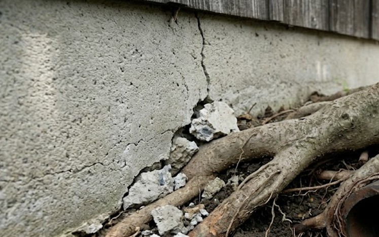住宅の基礎を破壊する地植えの強靭な根のリスク
