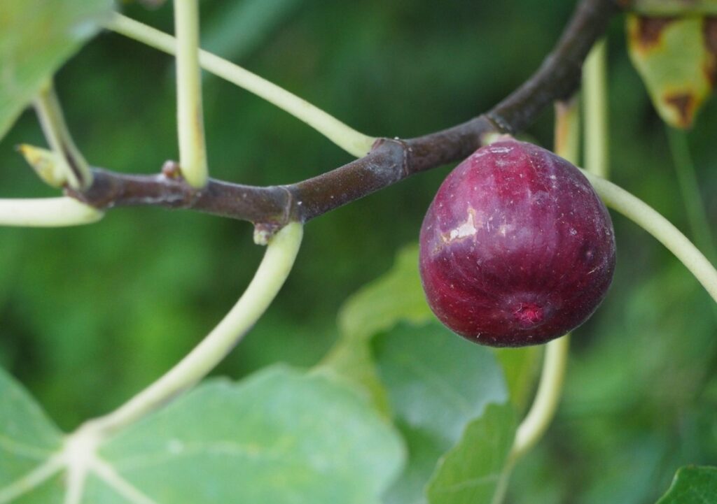 狭い庭でも失敗しないおすすめの矮性品種選び