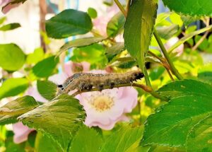 毛虫やアブラムシが発生しやすいバラ科の特性