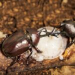カブトムシの幼虫を園芸用の腐葉土で元気に育てる！失敗しない選び方を解説