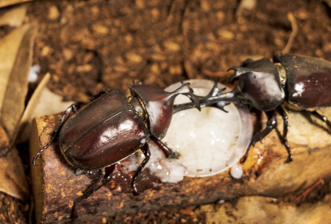 カブトムシの幼虫を園芸用の腐葉土で元気に育てる！失敗しない選び方を解説