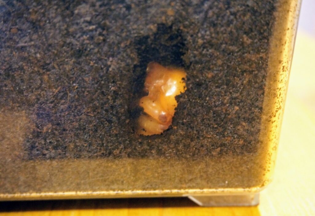 蛹室を崩さないためのマットの詰め方と硬さの調整