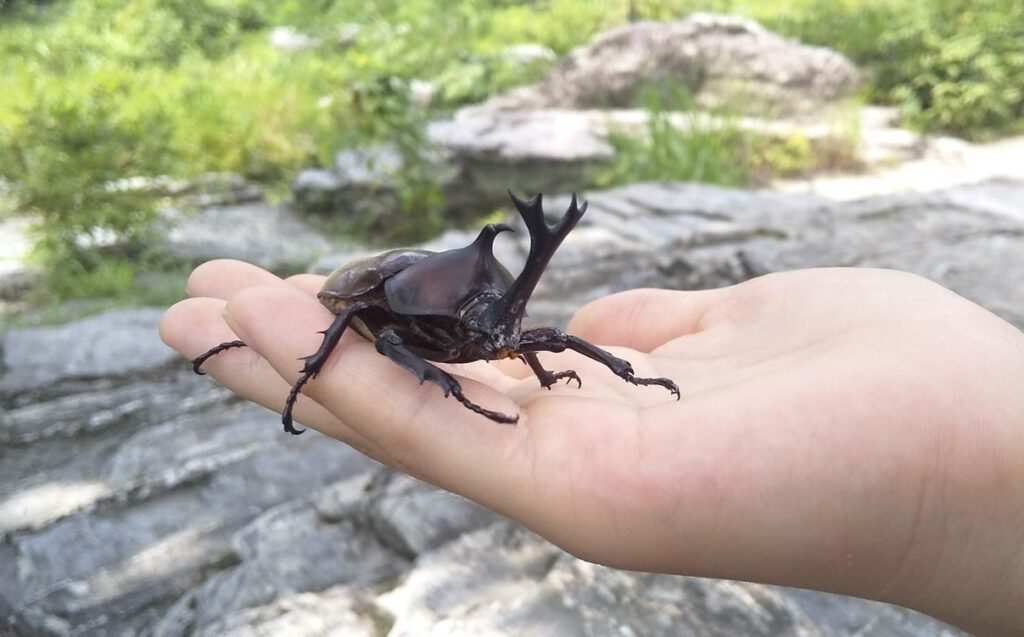 カブトムシの幼虫を園芸用の腐葉土で立派に育てるまとめ