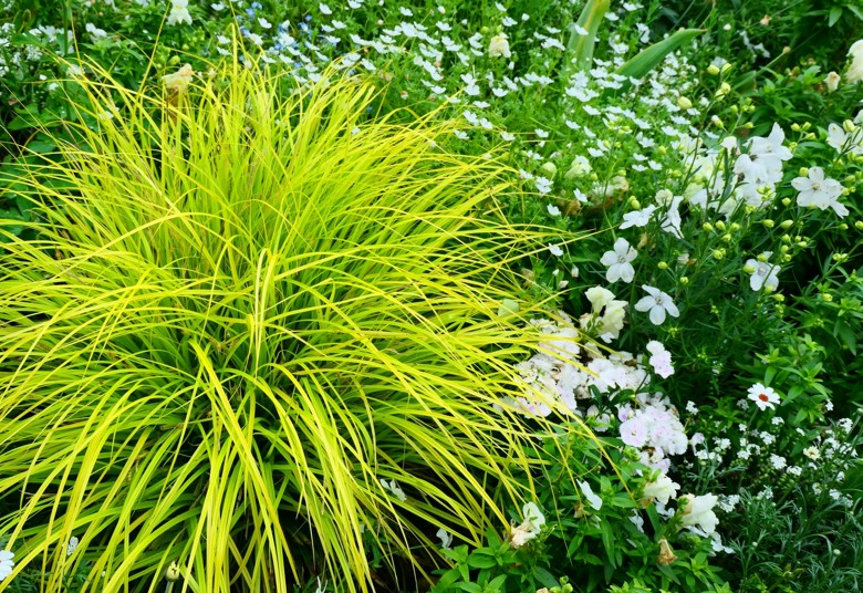 冬の寂しさを補う常緑樹との寄せ植えデザイン