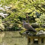 庭にキジバトが来るのは縁起が良い証拠？理由と見守り方を徹底解説