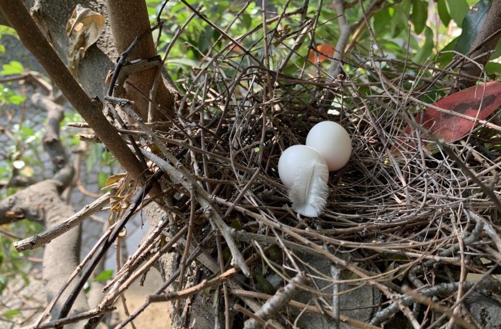 キジバトが好む巣の場所と営巣を防ぐ環境作り