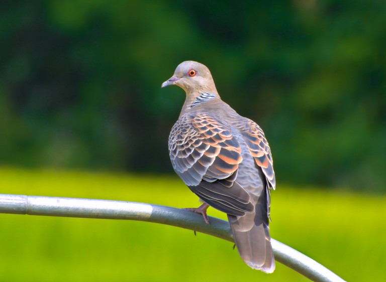庭で心地よく響くキジバトの鳴き声とその正体