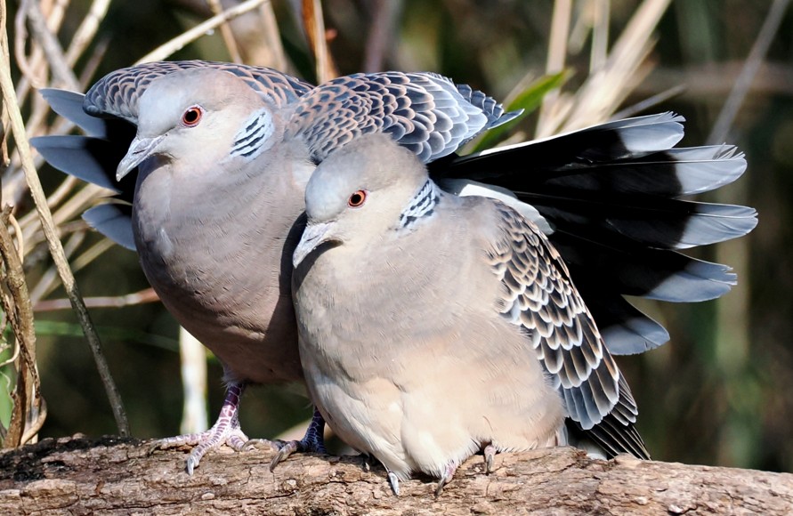 夫婦円満や家内安全の象徴とされる縁起の良さ