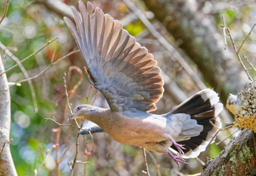 幸運の前兆とされるキジバトの訪問が持つ意味