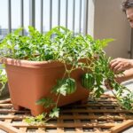 スイカのプランター地這い栽培完全ガイド！品種選びや土の量を徹底紹介！