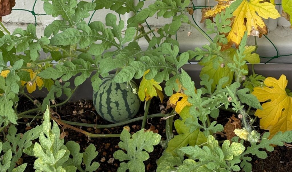 1株で何個収穫できるか