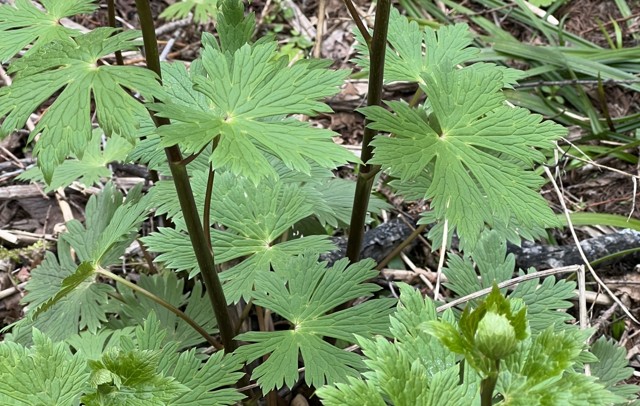 ブタナなど似た花の見分け方と有毒植物の誤食