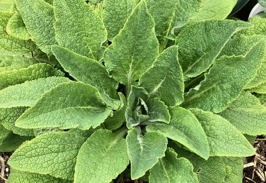 ブタナなど似た花の見分け方と有毒植物の誤食2