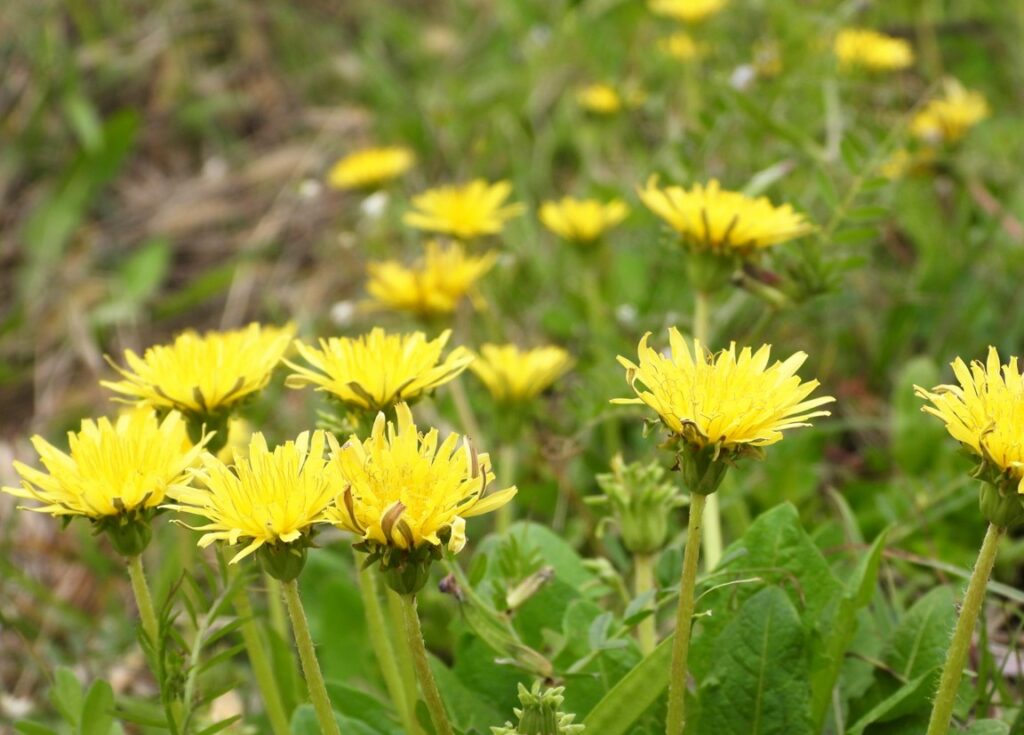 在来種を駆逐するセイヨウタンポポの外来種問題