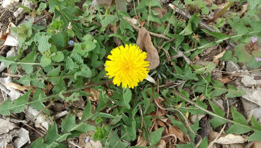 芝生を枯らすロゼット形成と他の植物への圧迫