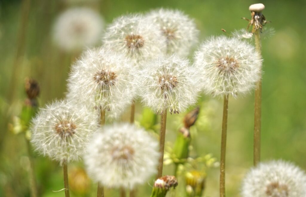 飛散する綿毛が招く近隣トラブルと法的リスク