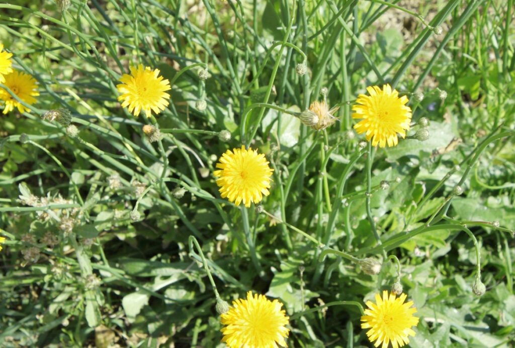 ブタナなど似た花の見分け方と有毒植物の誤食