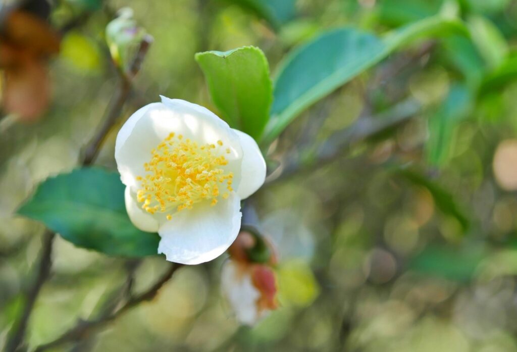 チャノキとティーツリーの性質と種類の違い1