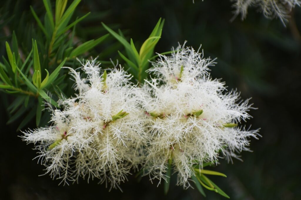 チャノキとティーツリーの性質と種類の違い2