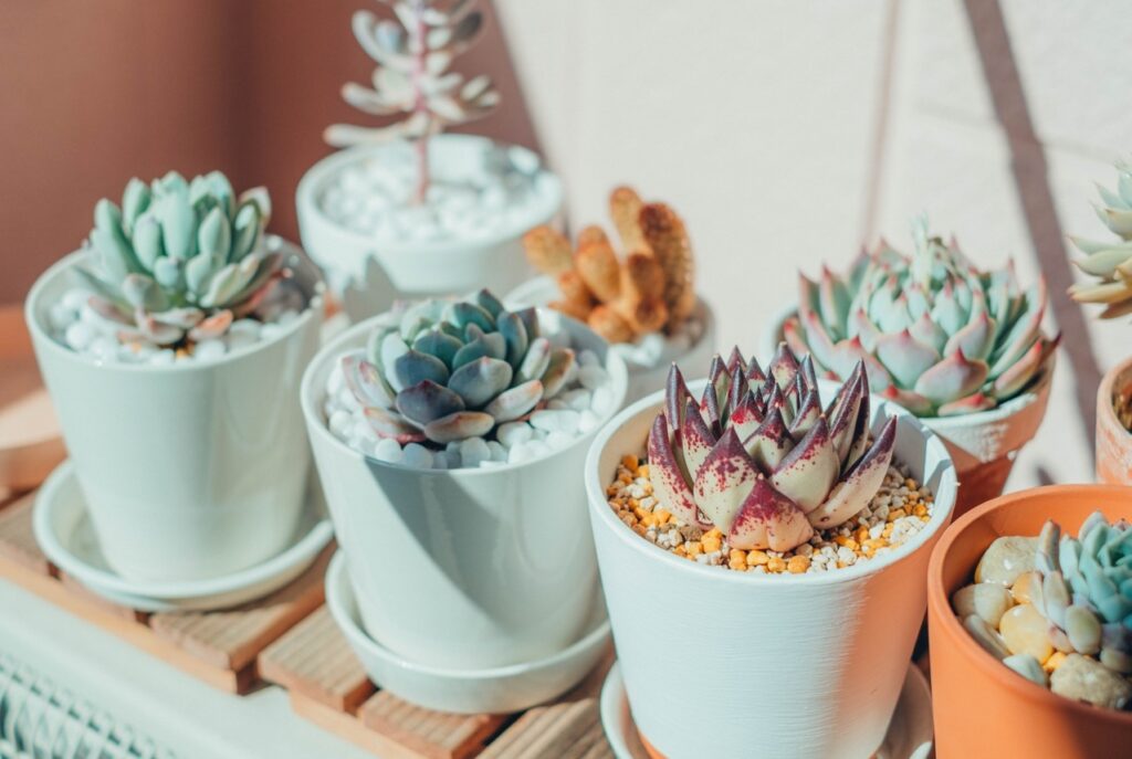 韓国苗など多肉植物の豊富な種類と育て方